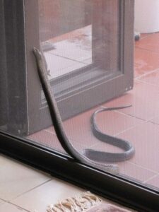 An image of a snack trying to enter a secured house